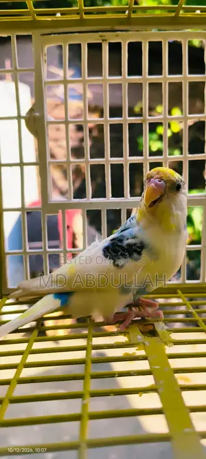 Budgerigar Bird