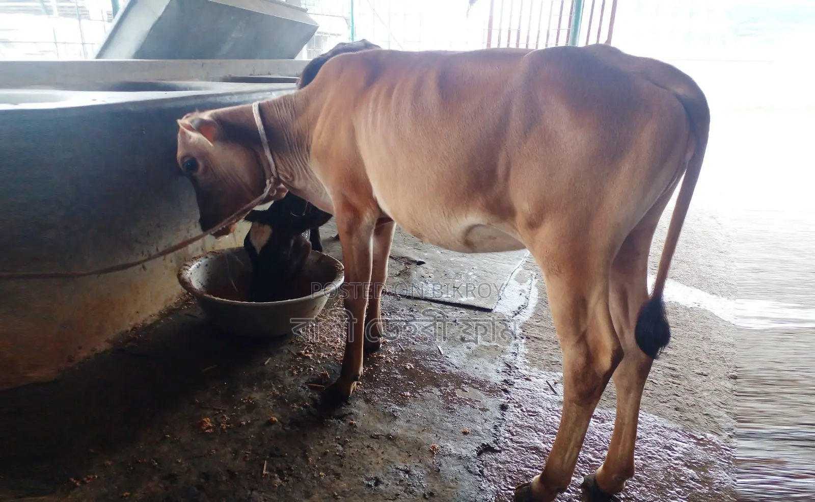 Heifer cow no. 1753 for sale.