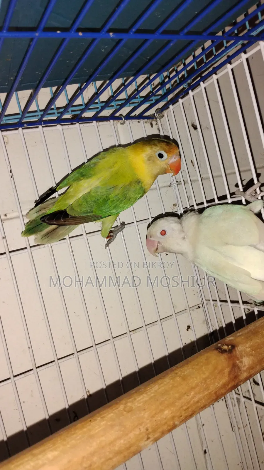 Love Birds