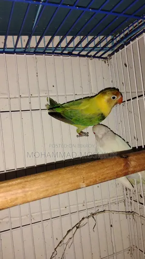 Love Birds