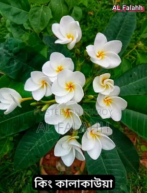 কিং কালাকাউয়া কাঠ গোলাপের চারা।