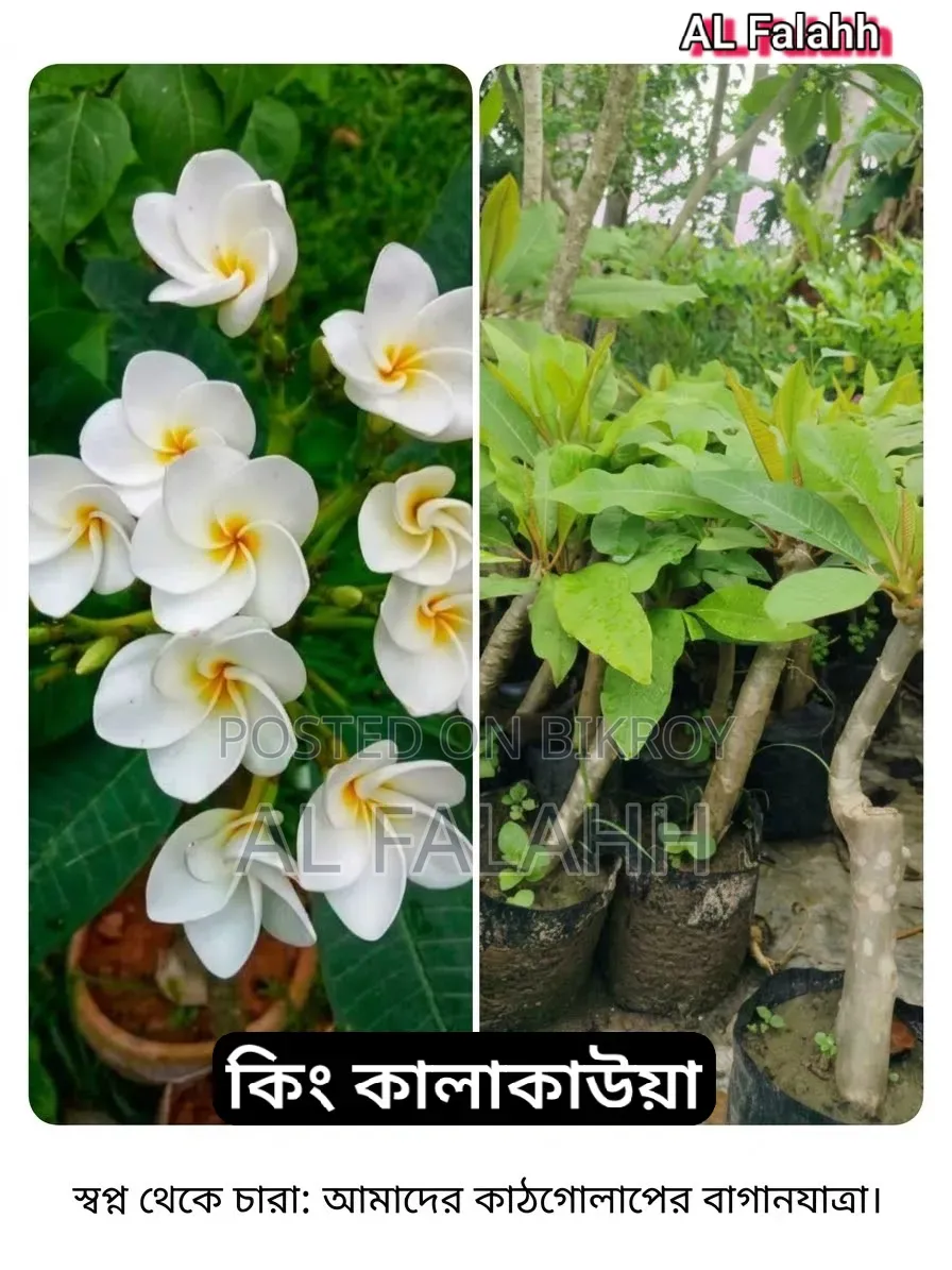 কিং কালাকাউয়া কাঠ গোলাপের চারা।