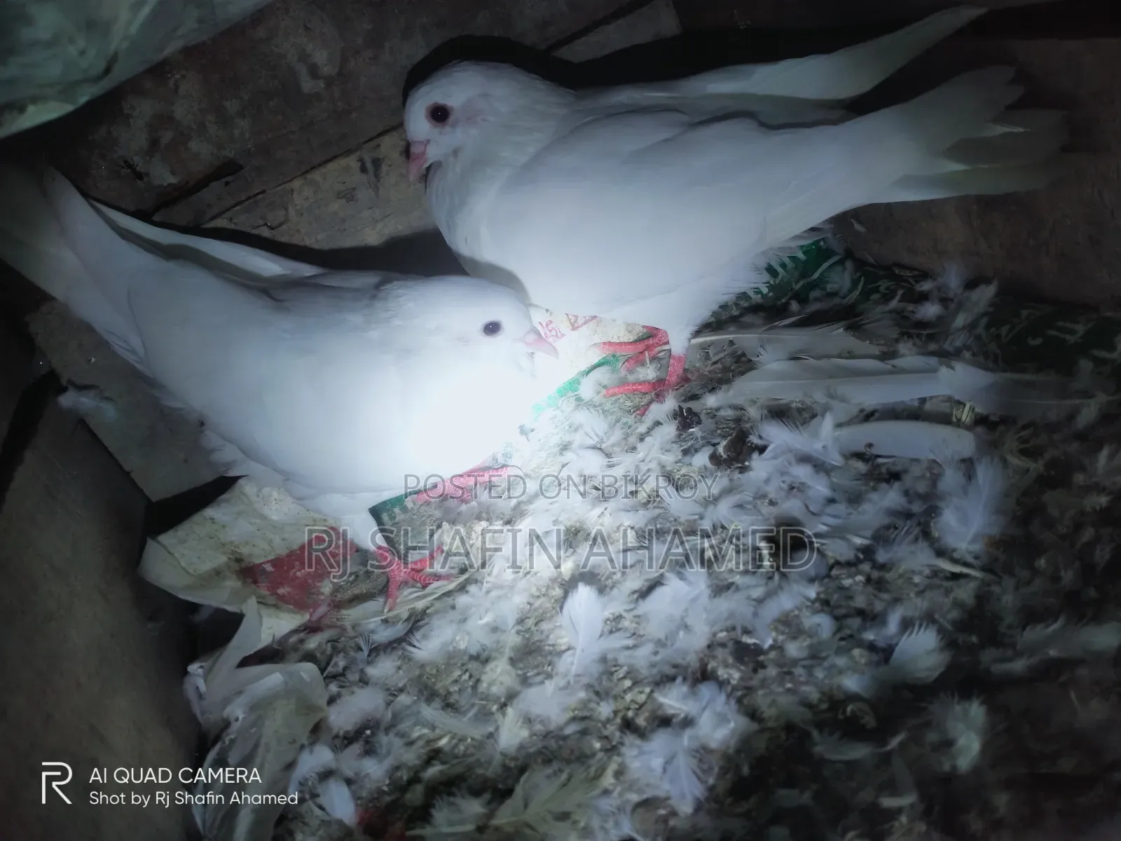 Female Pigeons 2 Pieces