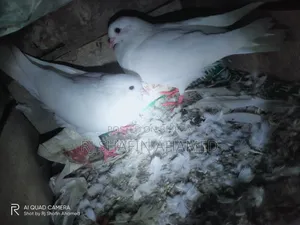 Female Pigeons 2 Pieces