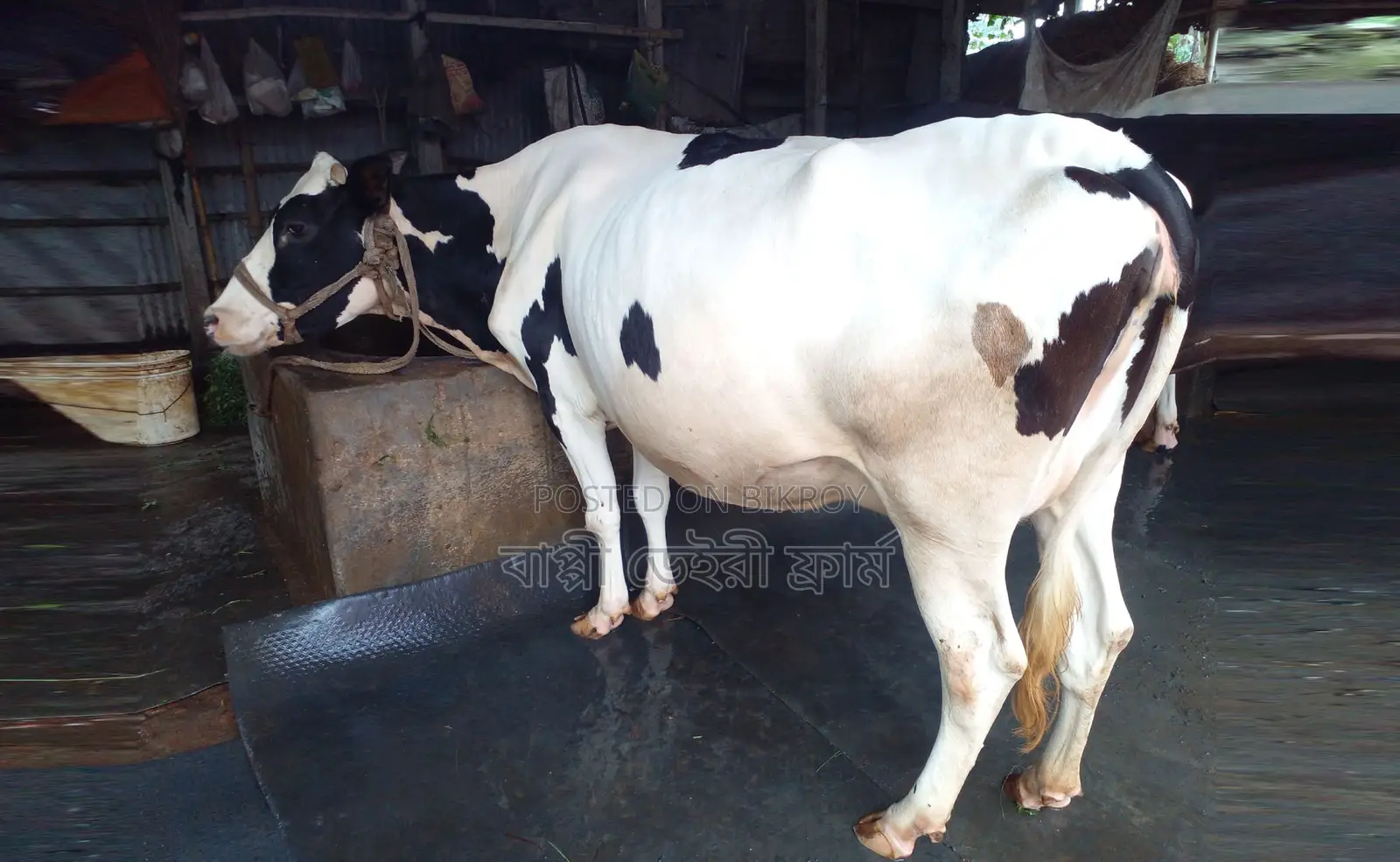 No. 1754 Improved Breed Dairy Cow.