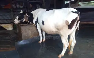 No. 1754 Improved Breed Dairy Cow.