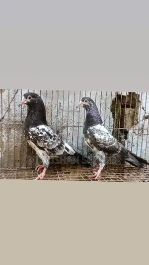 Some Good Quality Pigeons for Sale