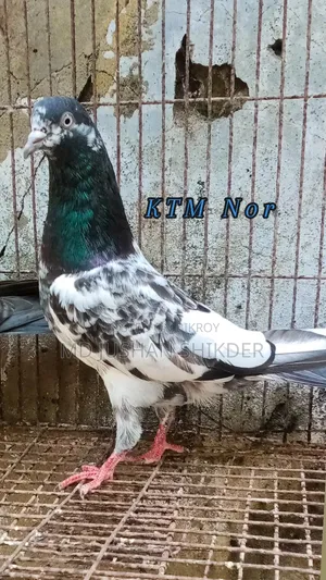 Some Good Quality Pigeons for Sale