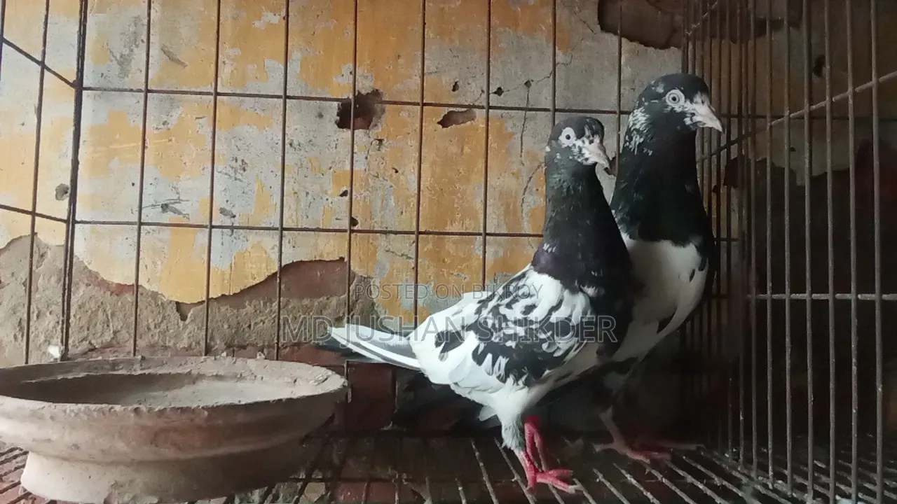 Some Good Quality Pigeons for Sale