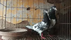 Some Good Quality Pigeons for Sale