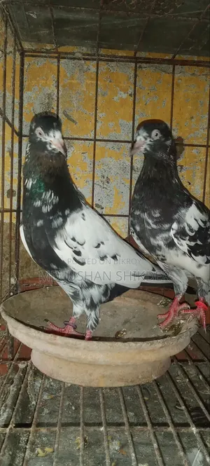 Some Good Quality Pigeons for Sale
