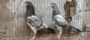 Some Good Quality Pigeons for Sale
