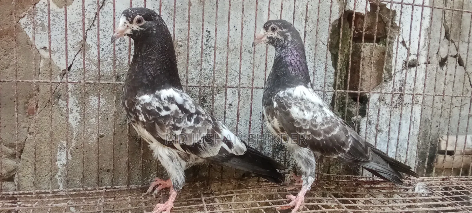 Some Good Quality Pigeons for Sale