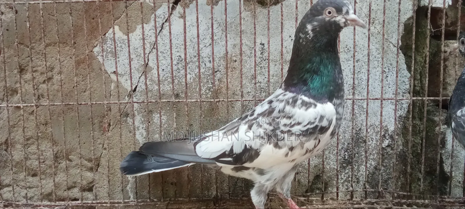 Some Good Quality Pigeons for Sale