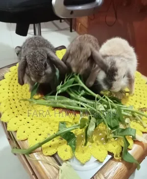Holland Lop Rabbit