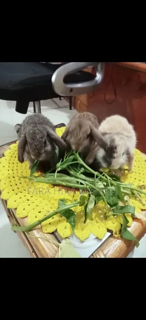 Holland Lop Rabbit