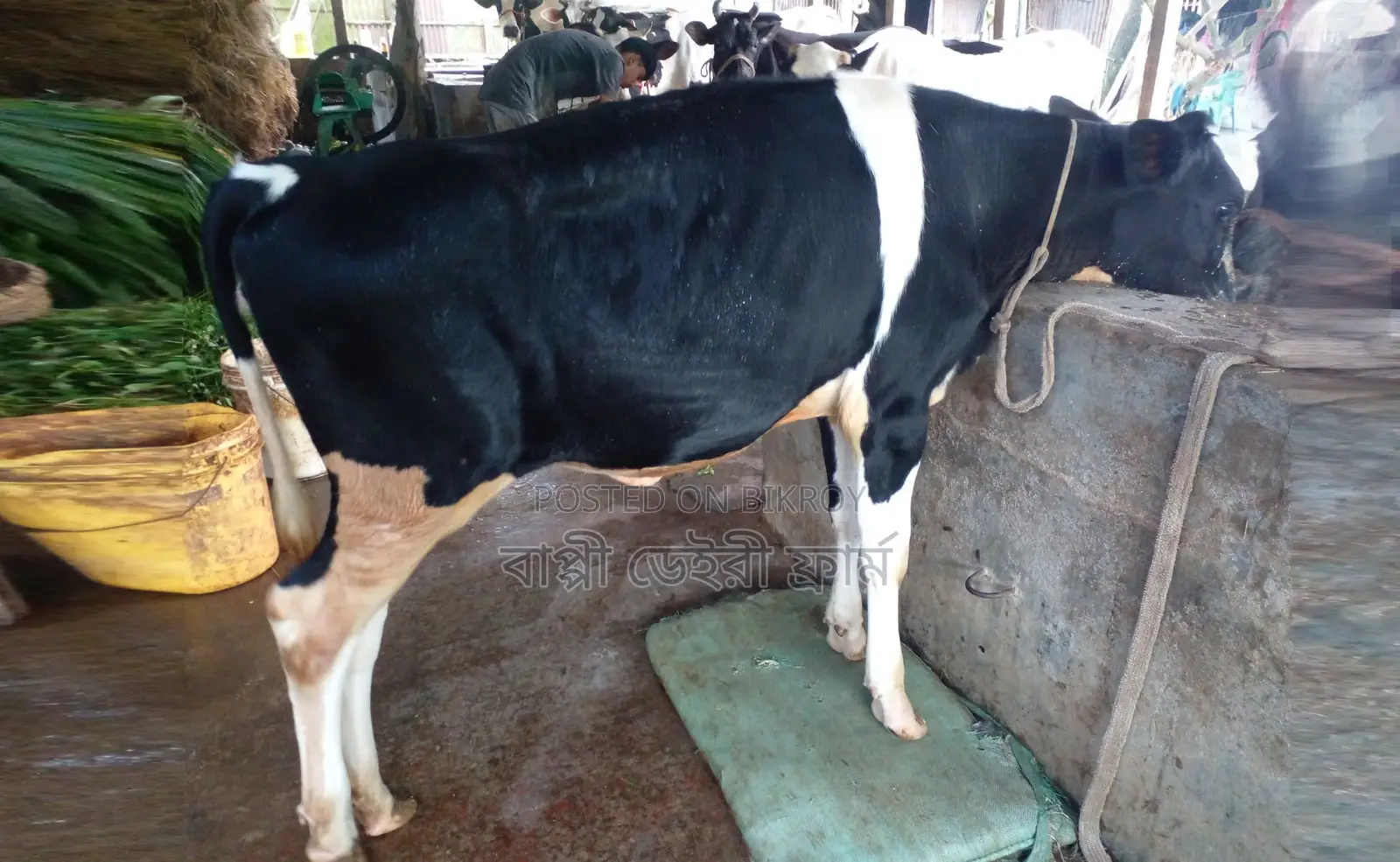1755 No. improved breed heifer cow.