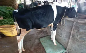 1755 No. improved breed heifer cow.