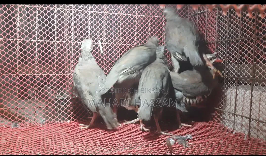 Chukar Partridge