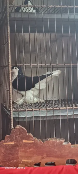 Black Lahori Pair, Male and Female