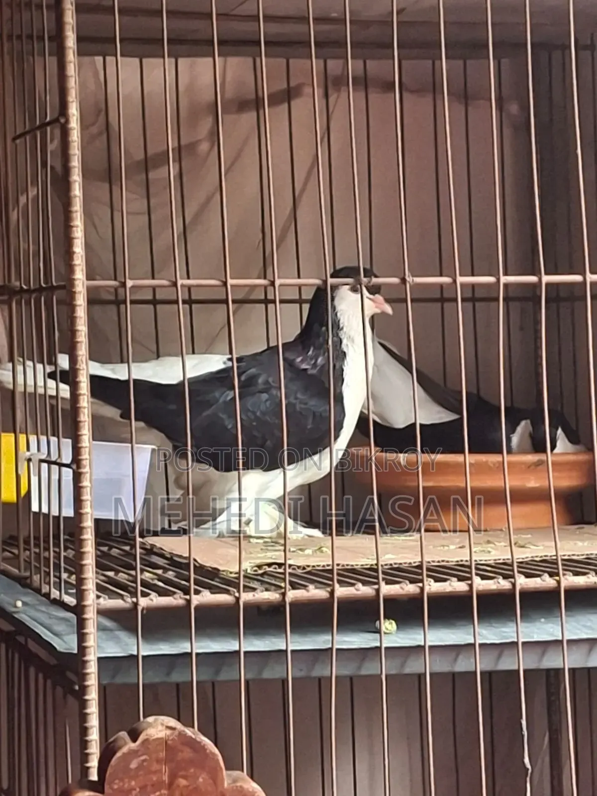 Black Lahori Pair, Male and Female