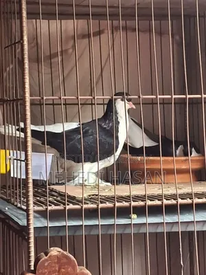 Black Lahori Pair, Male and Female