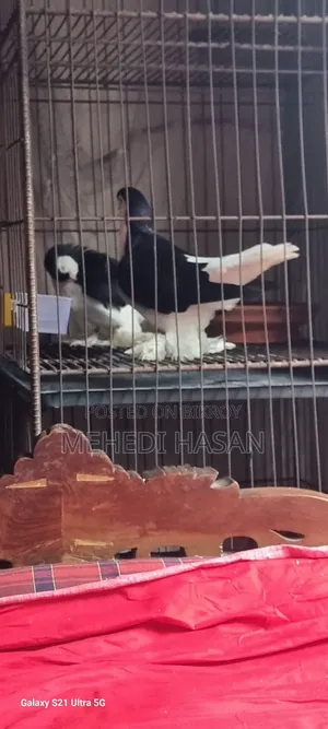 Black Lahori Pair, Male and Female