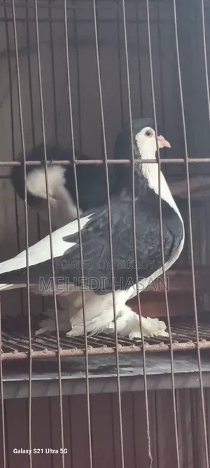 Black Lahori Pair, Male and Female