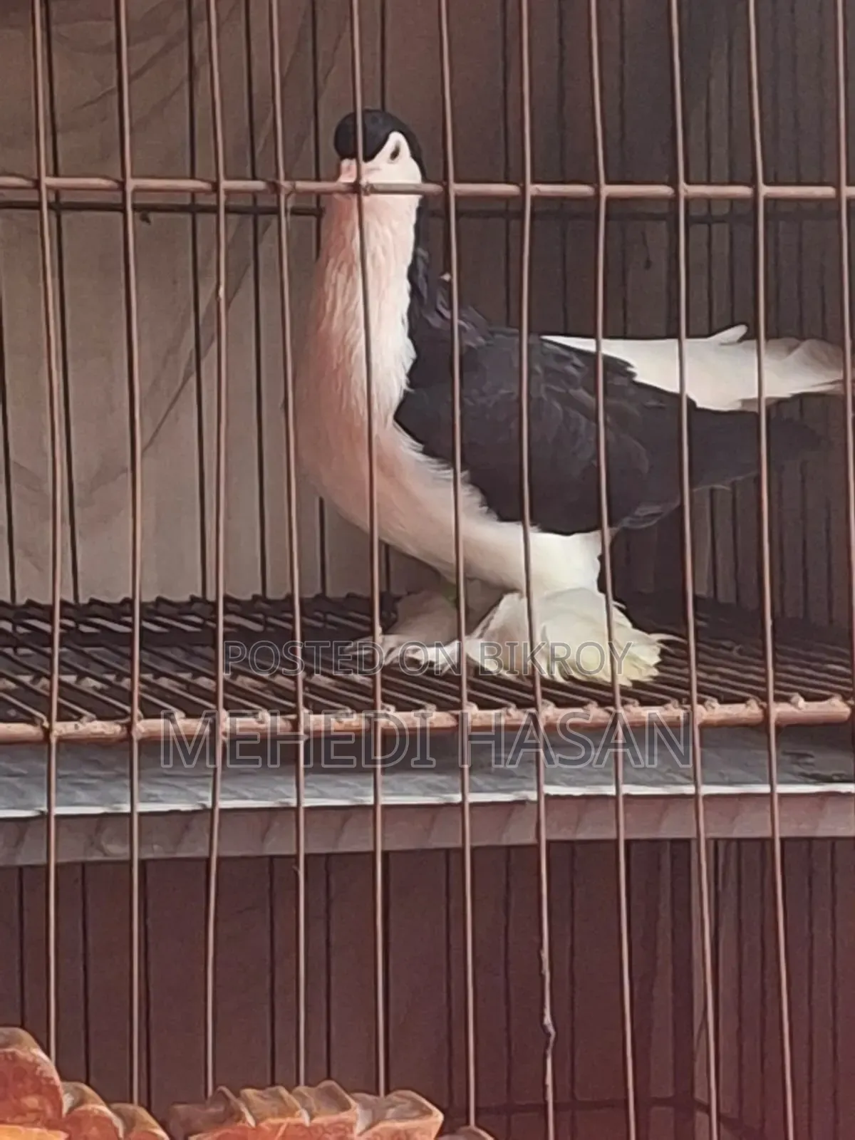 Black Lahori Pair, Male and Female