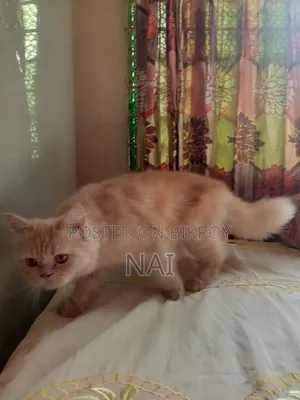 6-12 months Female Purebred Persian