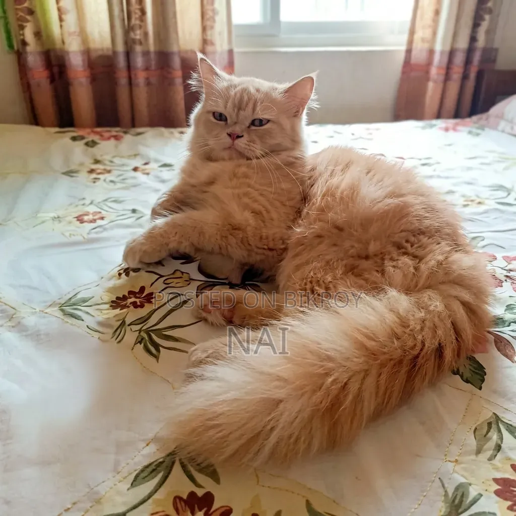 6-12 months Female Purebred Persian