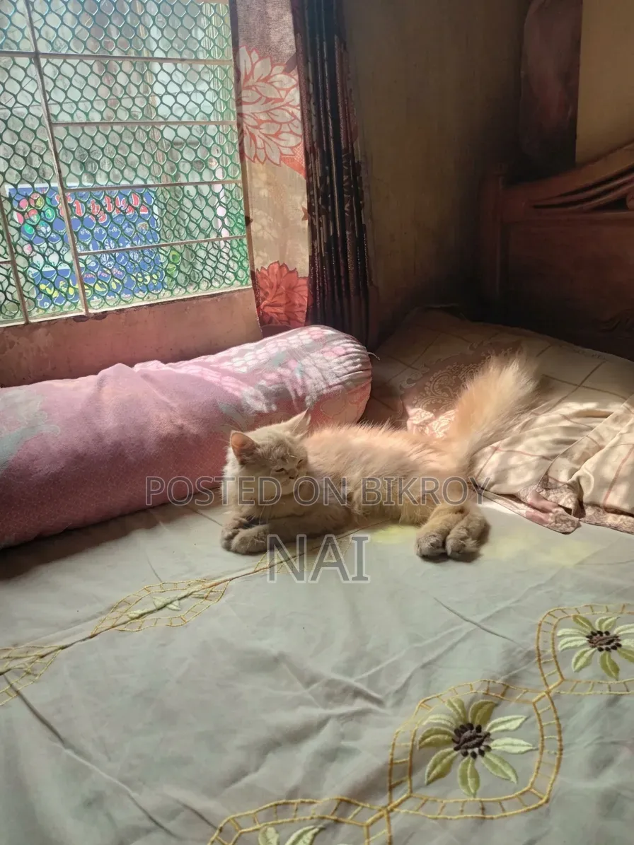 6-12 months Female Purebred Persian