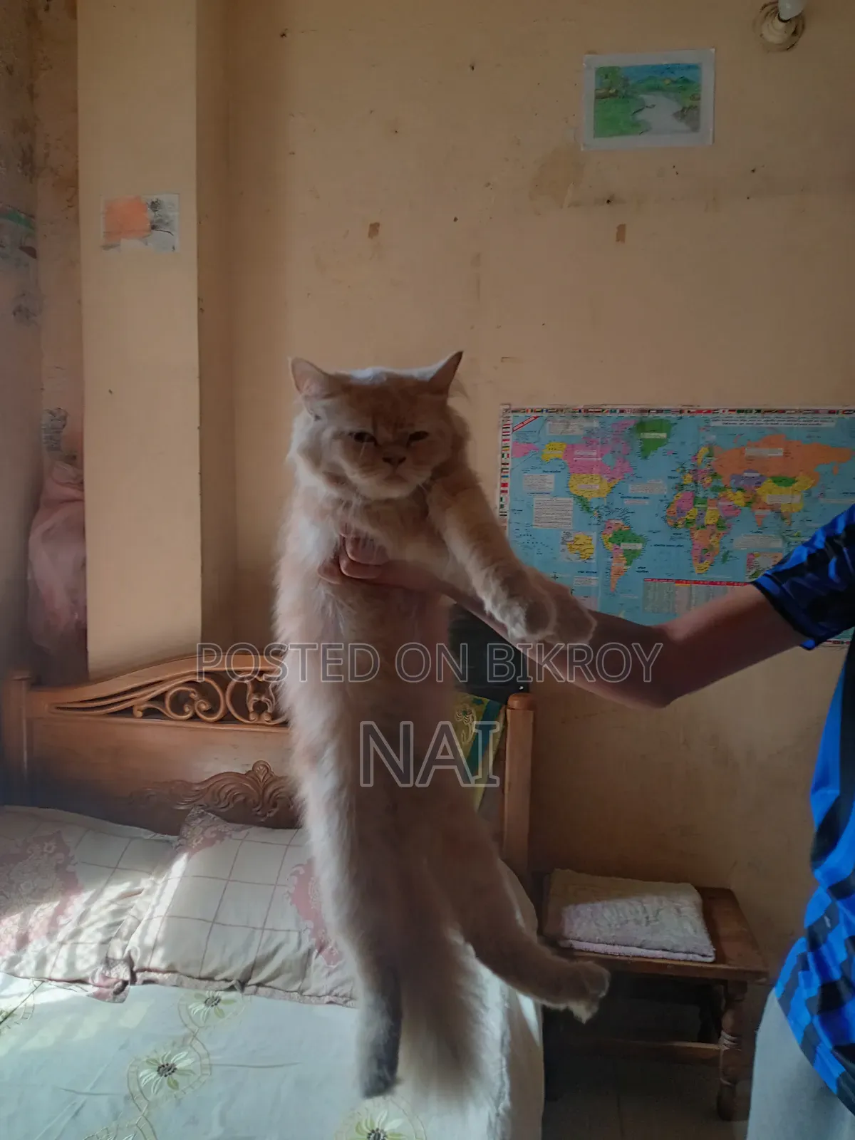 6-12 months Female Purebred Persian