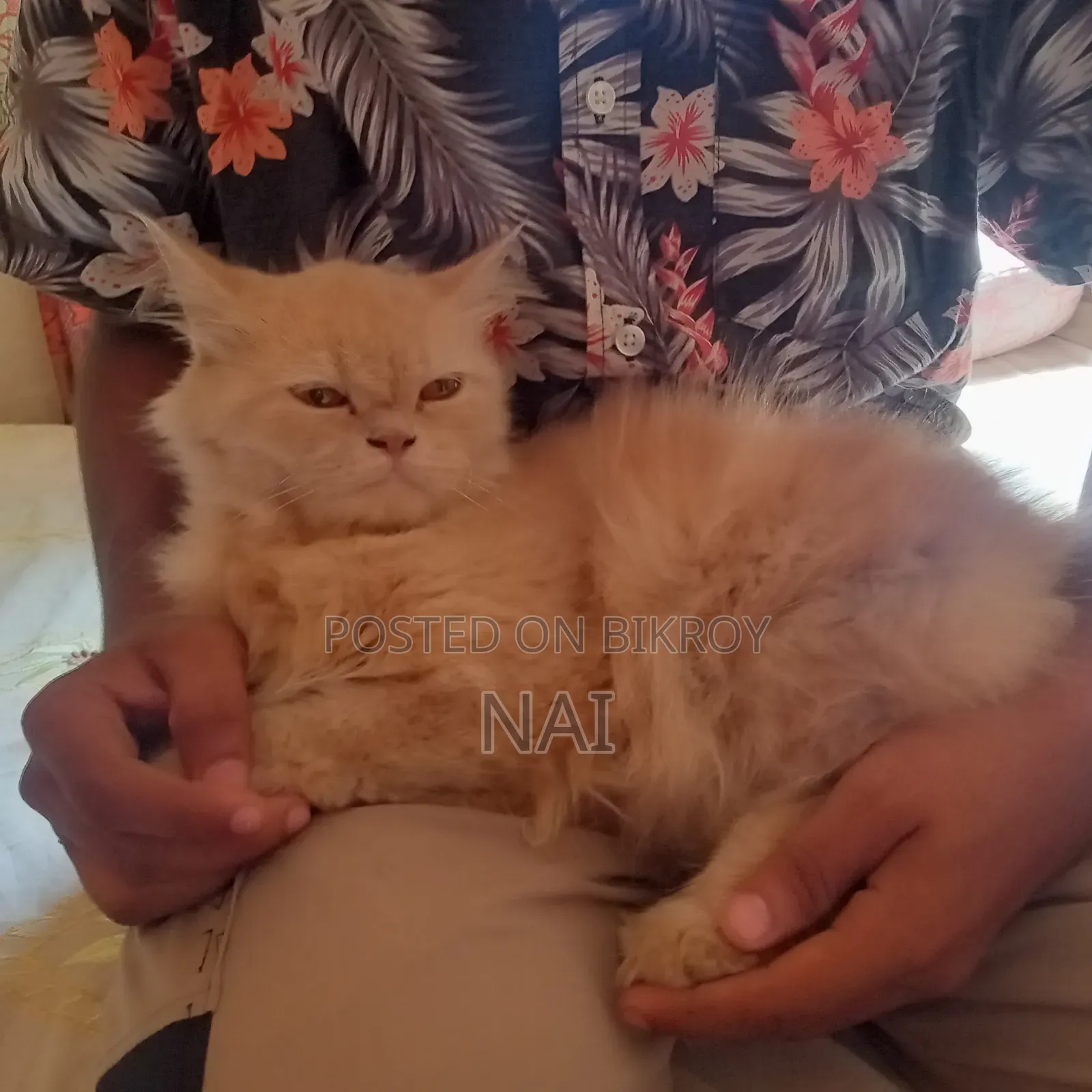 6-12 months Female Purebred Persian