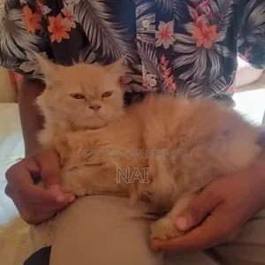 6-12 months Female Purebred Persian