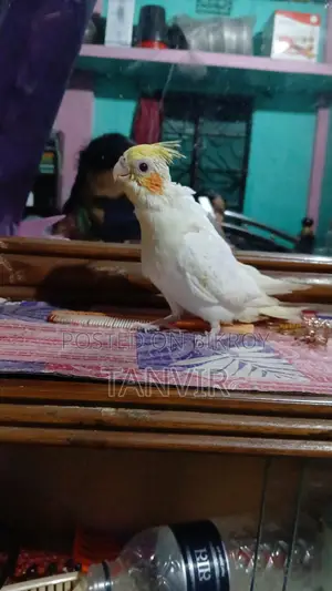 Cockatiel Bird