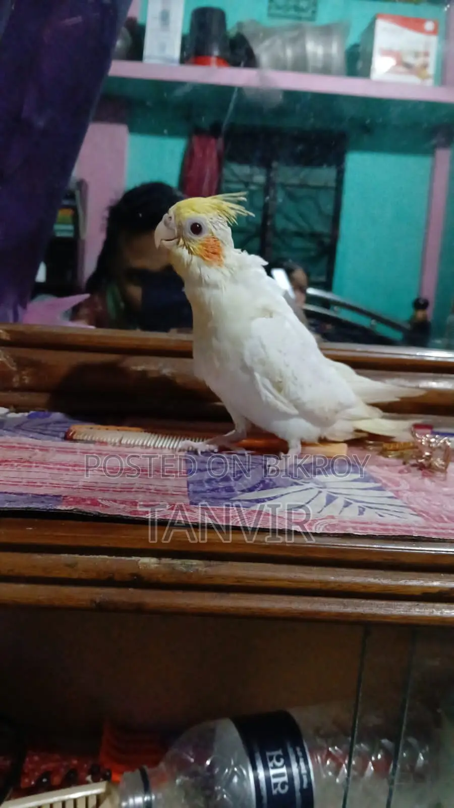Cockatiel Bird