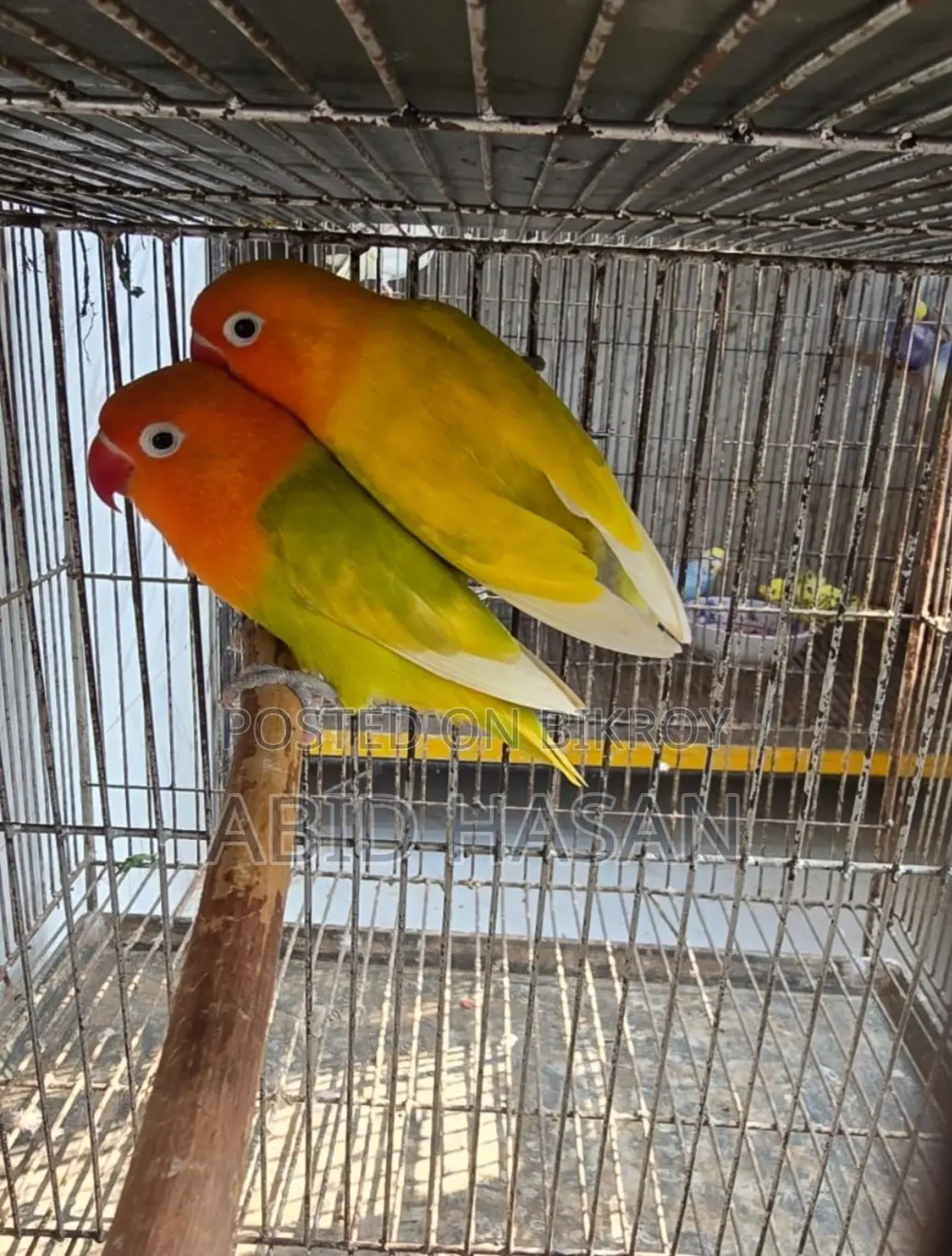 Lutino Working Pair Egg Breeding Pair Pair from Lutino