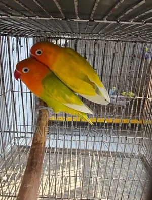 Lutino Working Pair Egg Breeding Pair Pair from Lutino