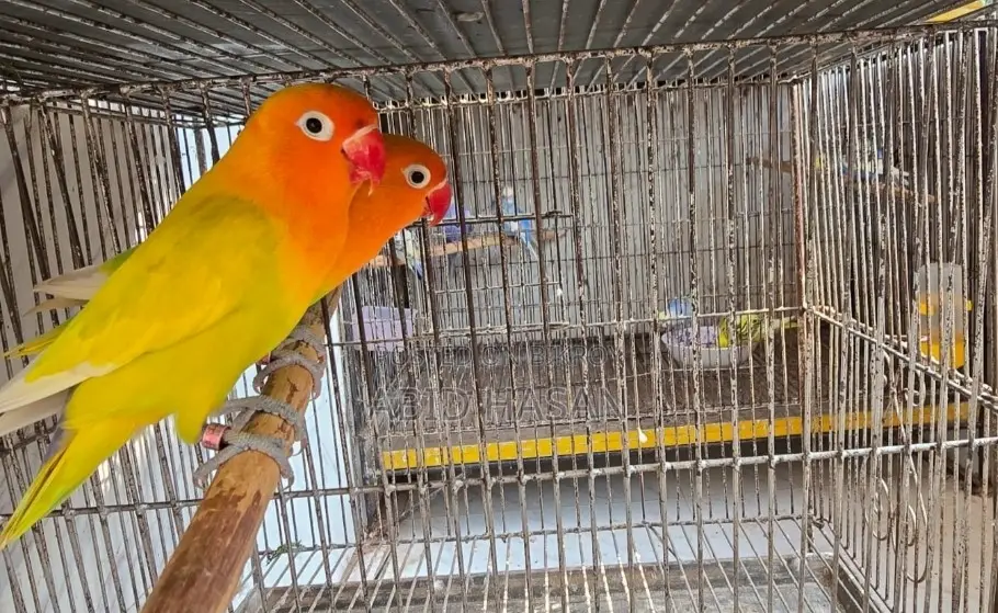 Lutino Working Pair Egg Breeding Pair Pair from Lutino