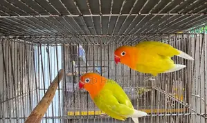 Lutino Working Pair Egg Breeding Pair Pair from Lutino