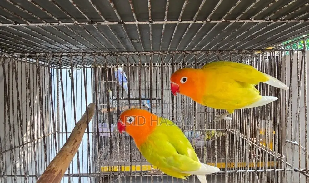 Lutino Working Pair Egg Breeding Pair Pair from Lutino