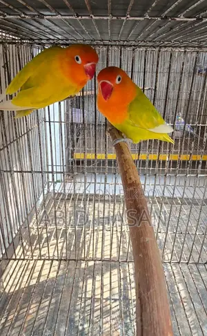 Lutino Working Pair Egg Breeding Pair Pair from Lutino