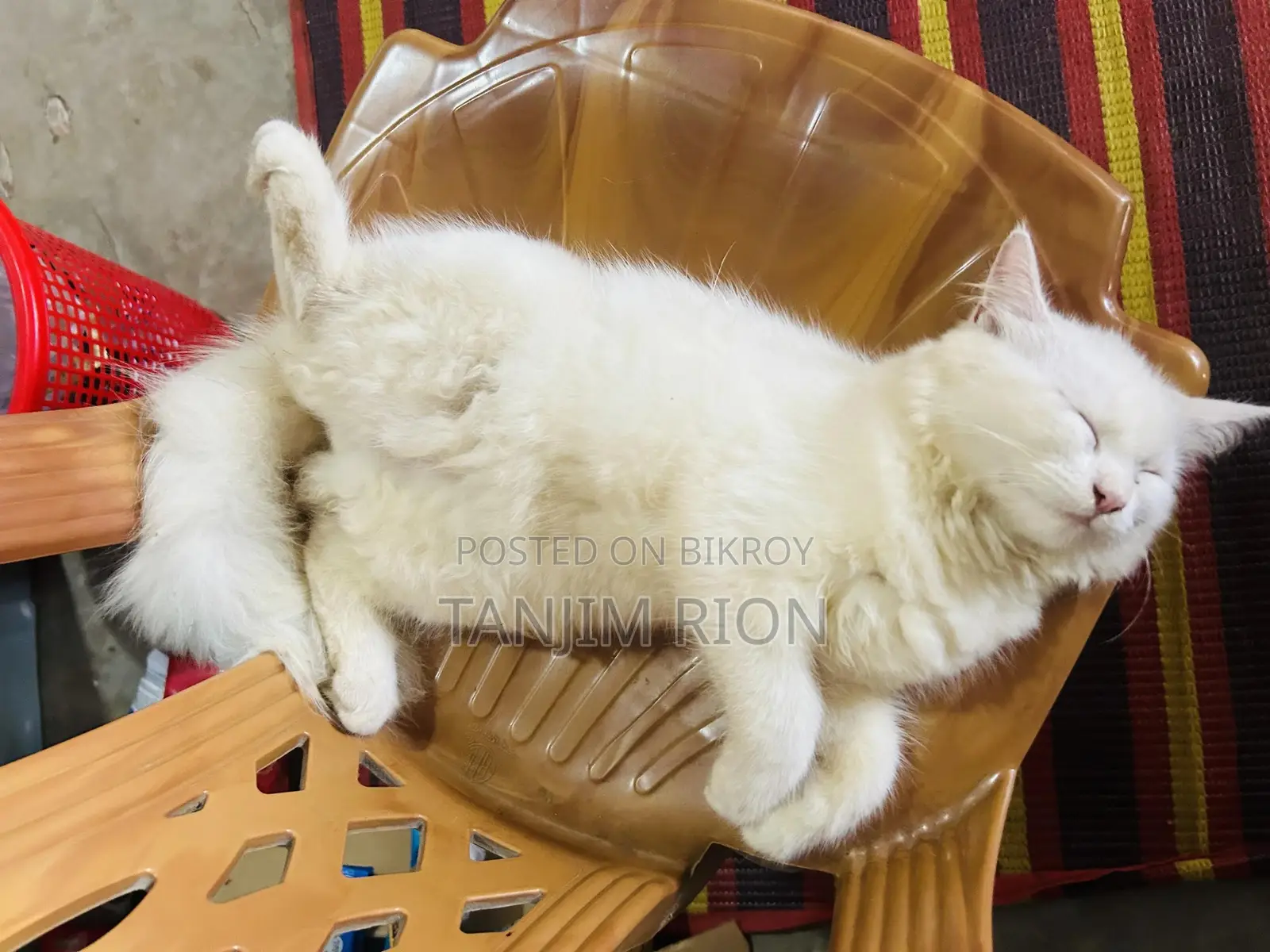 1-3 Months Female Purebred Turkish Angora