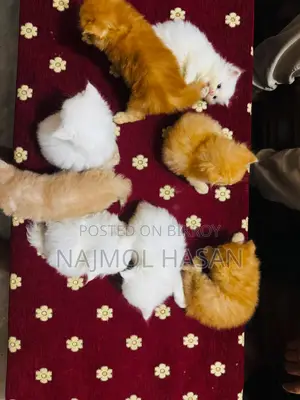 1-3 months Female Mixed Breed Persian