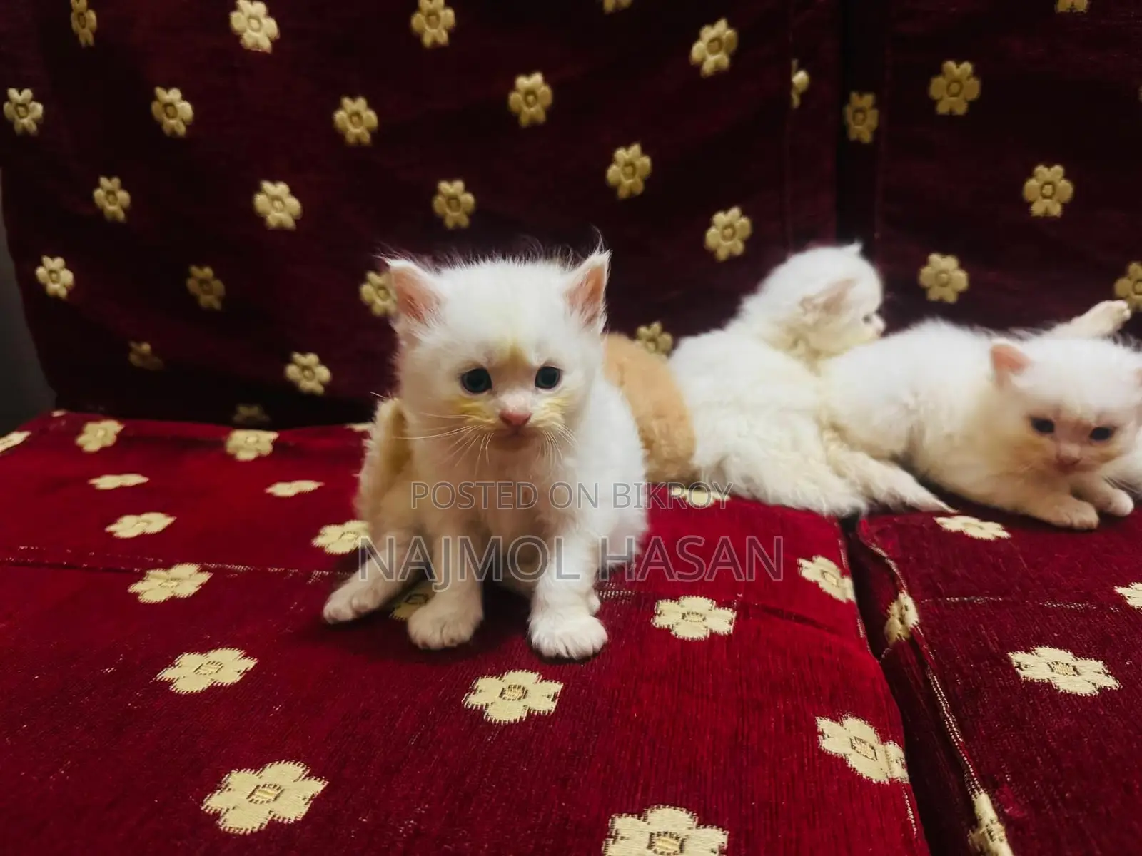 1-3 months Female Mixed Breed Persian