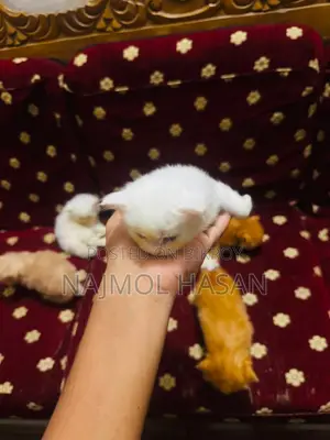 1-3 months Female Mixed Breed Persian