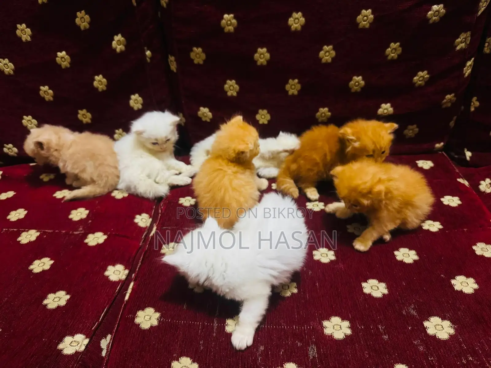 1-3 months Female Mixed Breed Persian