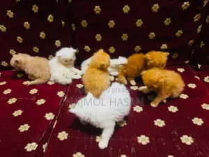 1-3 months Female Mixed Breed Persian