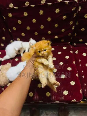 1-3 months Female Mixed Breed Persian